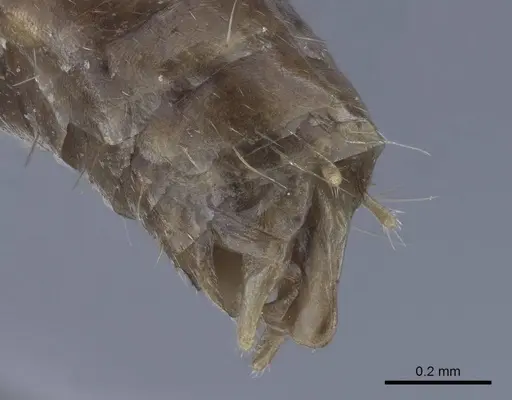 Polyrhachis derecyna - CASENT0916753