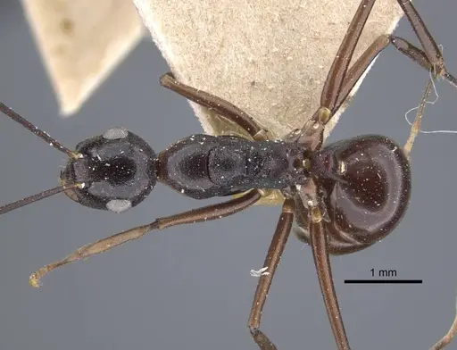Polyrhachis derecyna - CASENT0917174