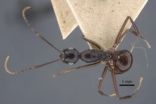 Polyrhachis derecyna - CASENT0917174