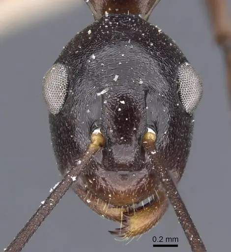 Polyrhachis derecyna - CASENT0917174