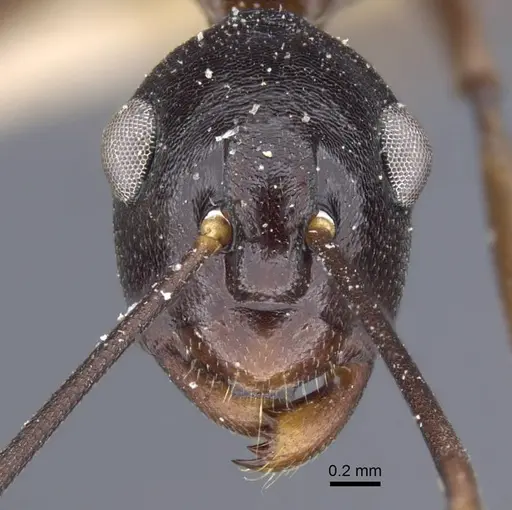 Polyrhachis derecyna - CASENT0917174