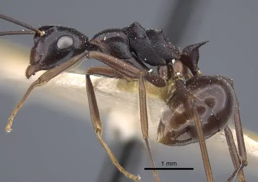 Polyrhachis derecyna - CASENT0917174