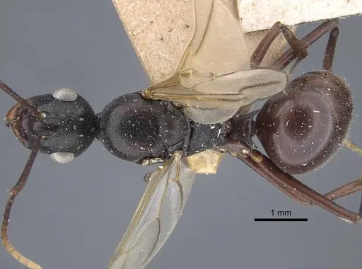 Polyrhachis derecyna - CASENT0917175