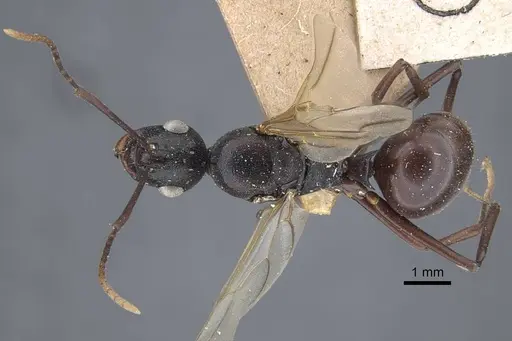 Polyrhachis derecyna - CASENT0917175