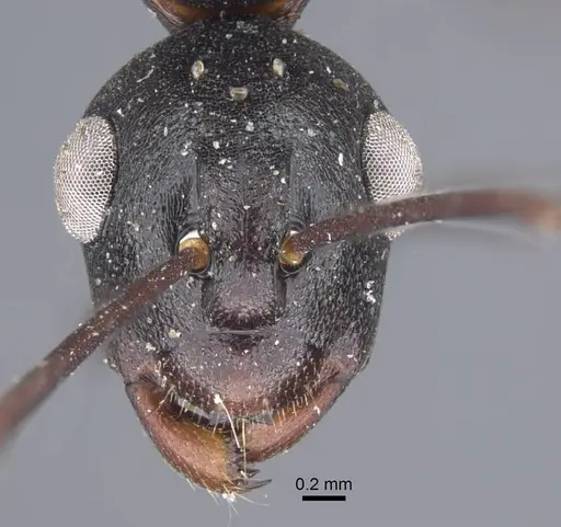 Polyrhachis derecyna - CASENT0917175