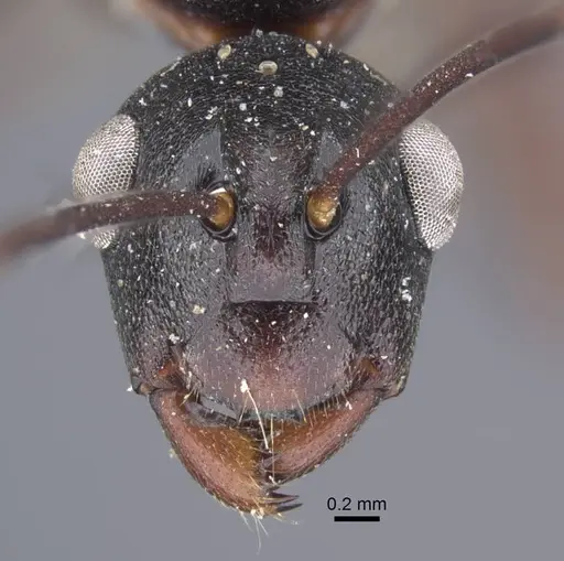 Polyrhachis derecyna - CASENT0917175