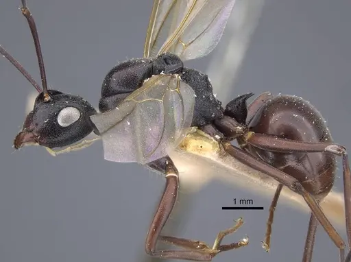 Polyrhachis derecyna - CASENT0917175