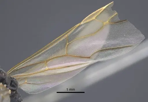 Polyrhachis derecyna - CASENT0917175