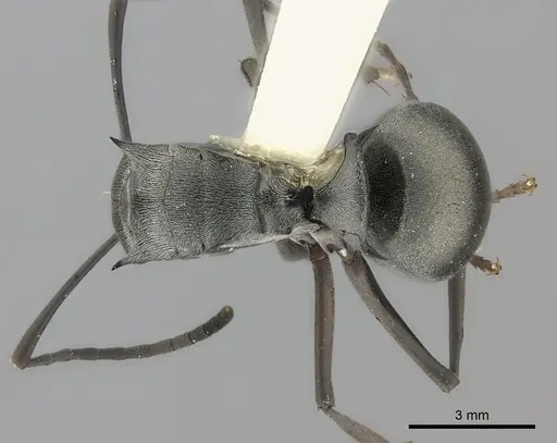 Polyrhachis diana specimen