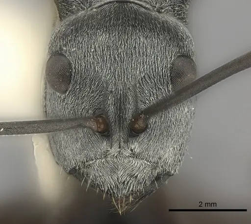 Polyrhachis diana specimen