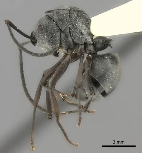 Polyrhachis diana specimen