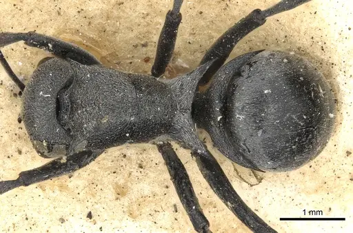 Polyrhachis diaphanta specimen