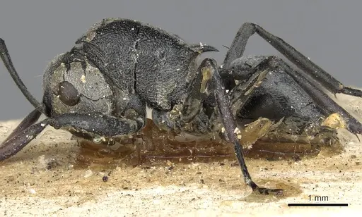 Polyrhachis diaphanta specimen