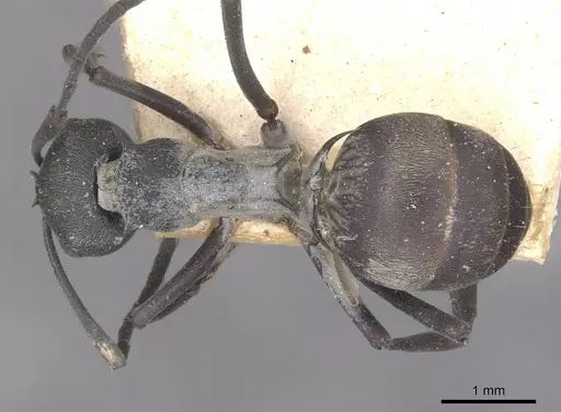 Polyrhachis diotima specimen