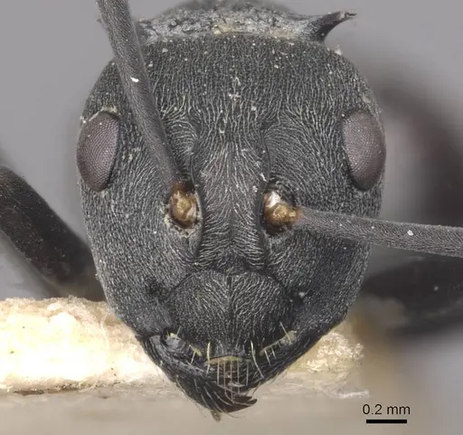 Polyrhachis diotima specimen