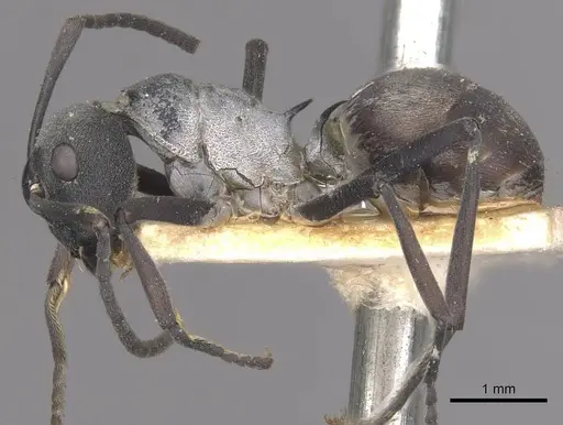 Polyrhachis diotima specimen