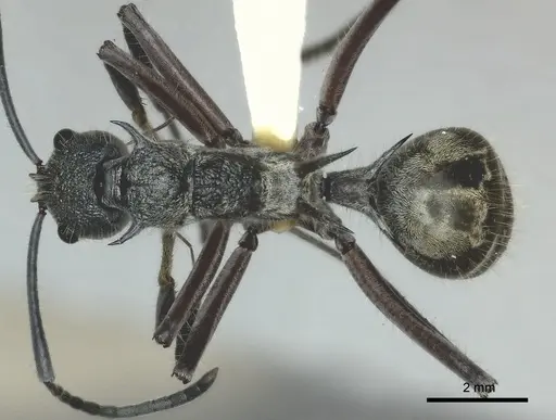 Polyrhachis dispar specimen
