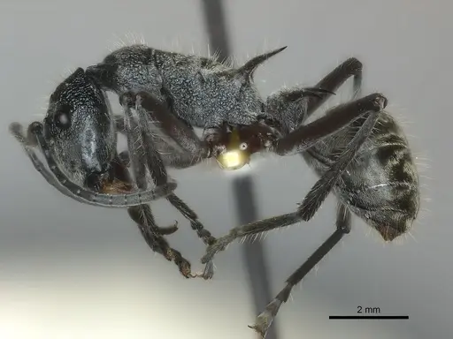 Polyrhachis dispar specimen