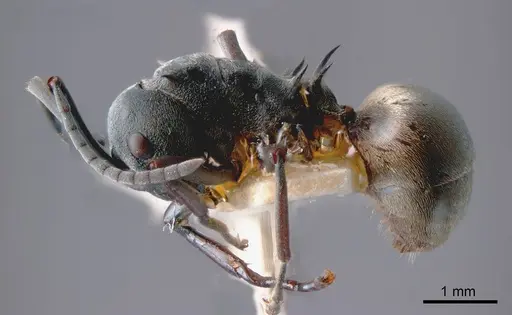 Polyrhachis dives specimen