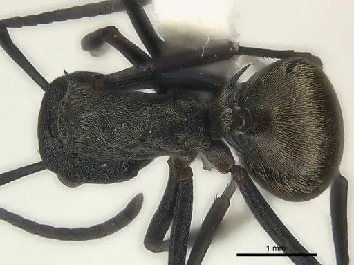 Polyrhachis dives - CASENT0227526