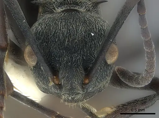 Polyrhachis dives - CASENT0227526