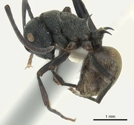 Polyrhachis dives - CASENT0227526