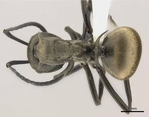 Polyrhachis dives - CASENT0227581