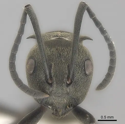Polyrhachis dives - CASENT0227581