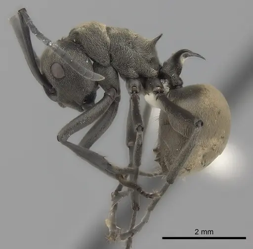 Polyrhachis dives - CASENT0227581