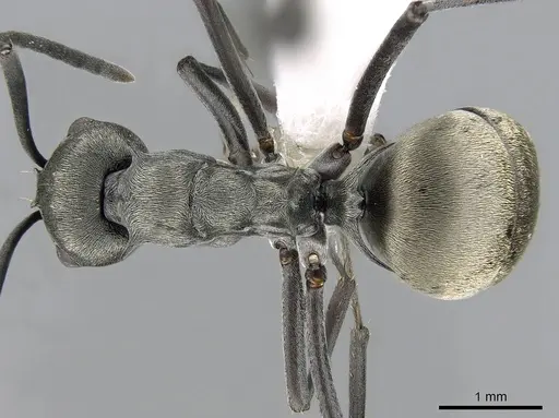 Polyrhachis dives - CASENT0281401