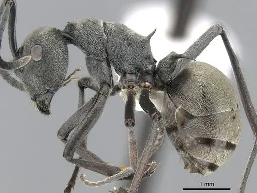 Polyrhachis dives - CASENT0281401