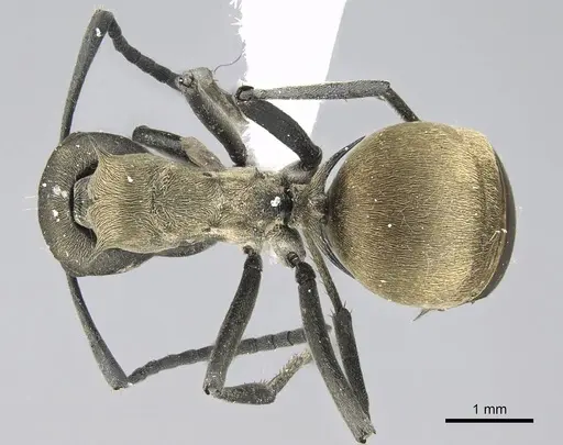 Polyrhachis dives - CASENT0740783