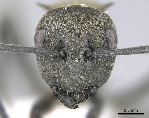 Polyrhachis dives - CASENT0740783