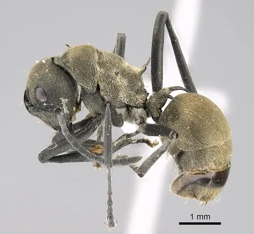 Polyrhachis dives - CASENT0740783