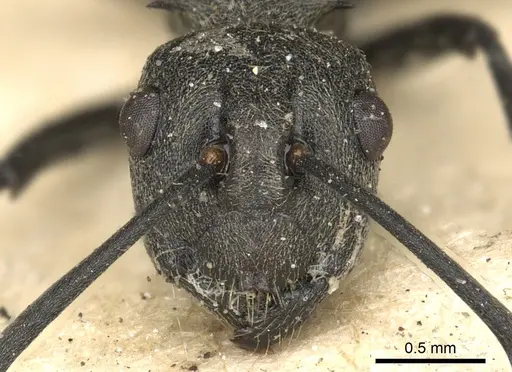 Polyrhachis dives - CASENT0901862