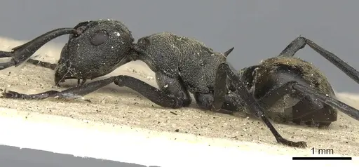 Polyrhachis dives - CASENT0901862