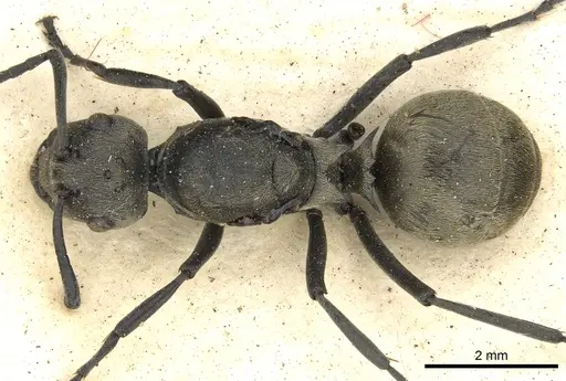 Polyrhachis dives - CASENT0901864