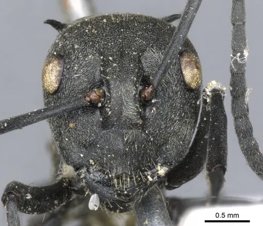 Polyrhachis dives - CASENT0903388