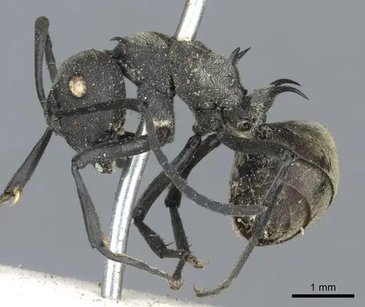 Polyrhachis dives - CASENT0903388