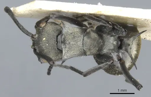 Polyrhachis dives - CASENT0903389