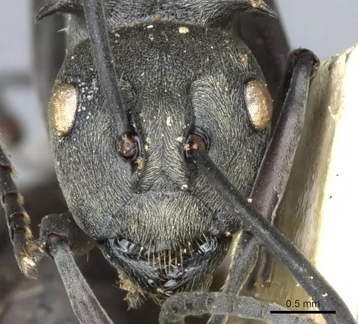 Polyrhachis dives - CASENT0903389