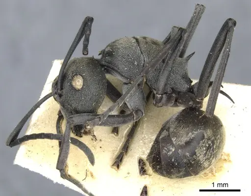 Polyrhachis dives - CASENT0903389
