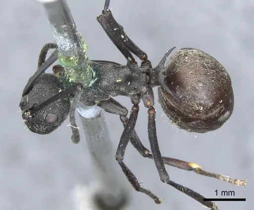 Polyrhachis dives - CASENT0903390