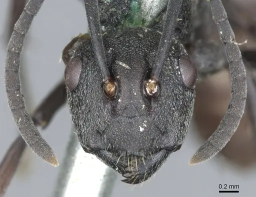 Polyrhachis dives - CASENT0903390