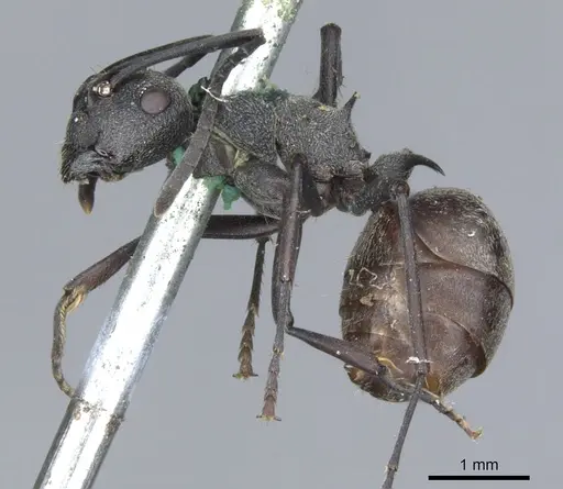 Polyrhachis dives - CASENT0903390