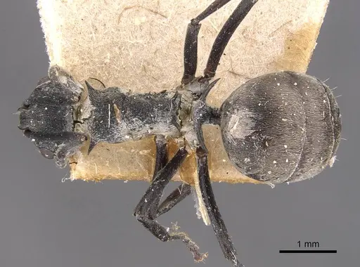 Polyrhachis dives - CASENT0905642