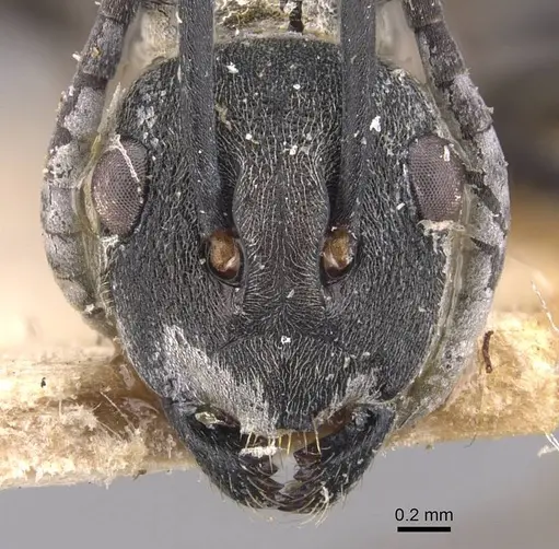 Polyrhachis dives - CASENT0905642