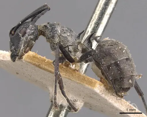 Polyrhachis dives - CASENT0905642