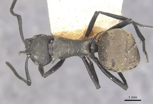 Polyrhachis dives - CASENT0910885