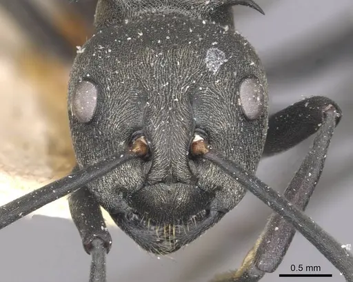 Polyrhachis dives - CASENT0910885